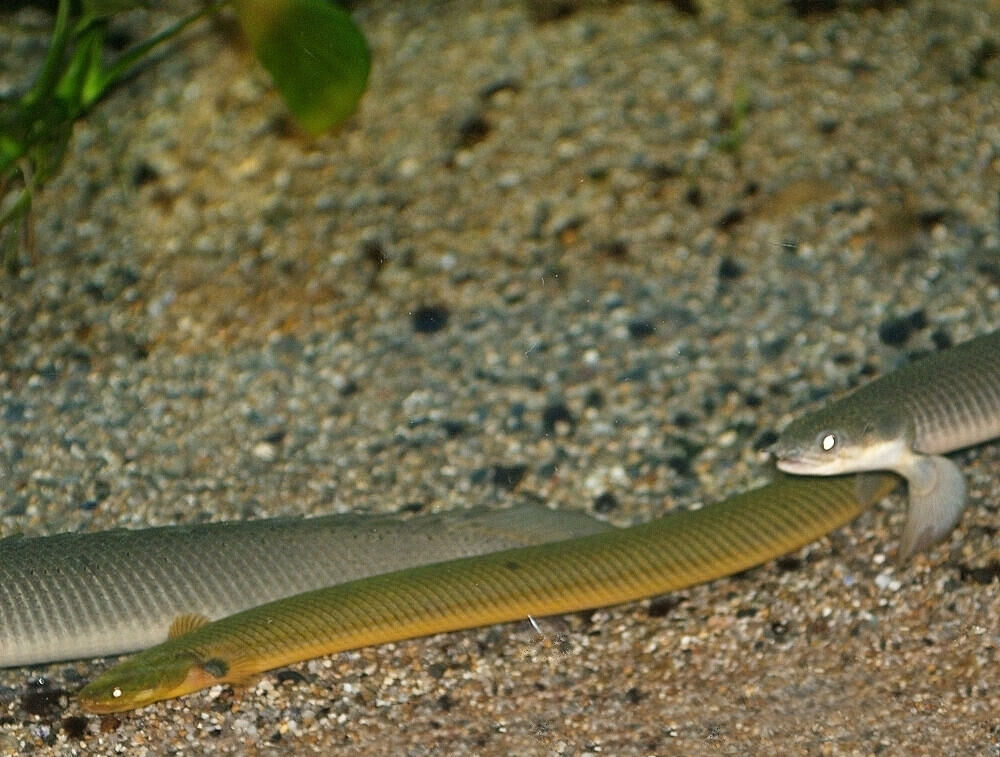 Imagem do Peixe Serpente